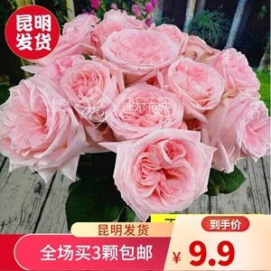 歐月濃香月季 承載情感與品味的臻選禮品花卉